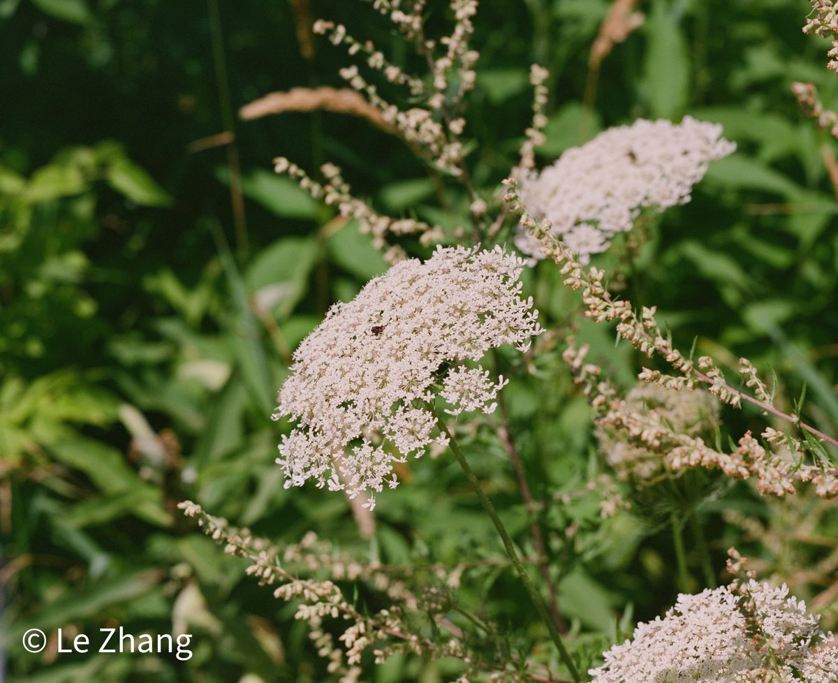 Wildflowers