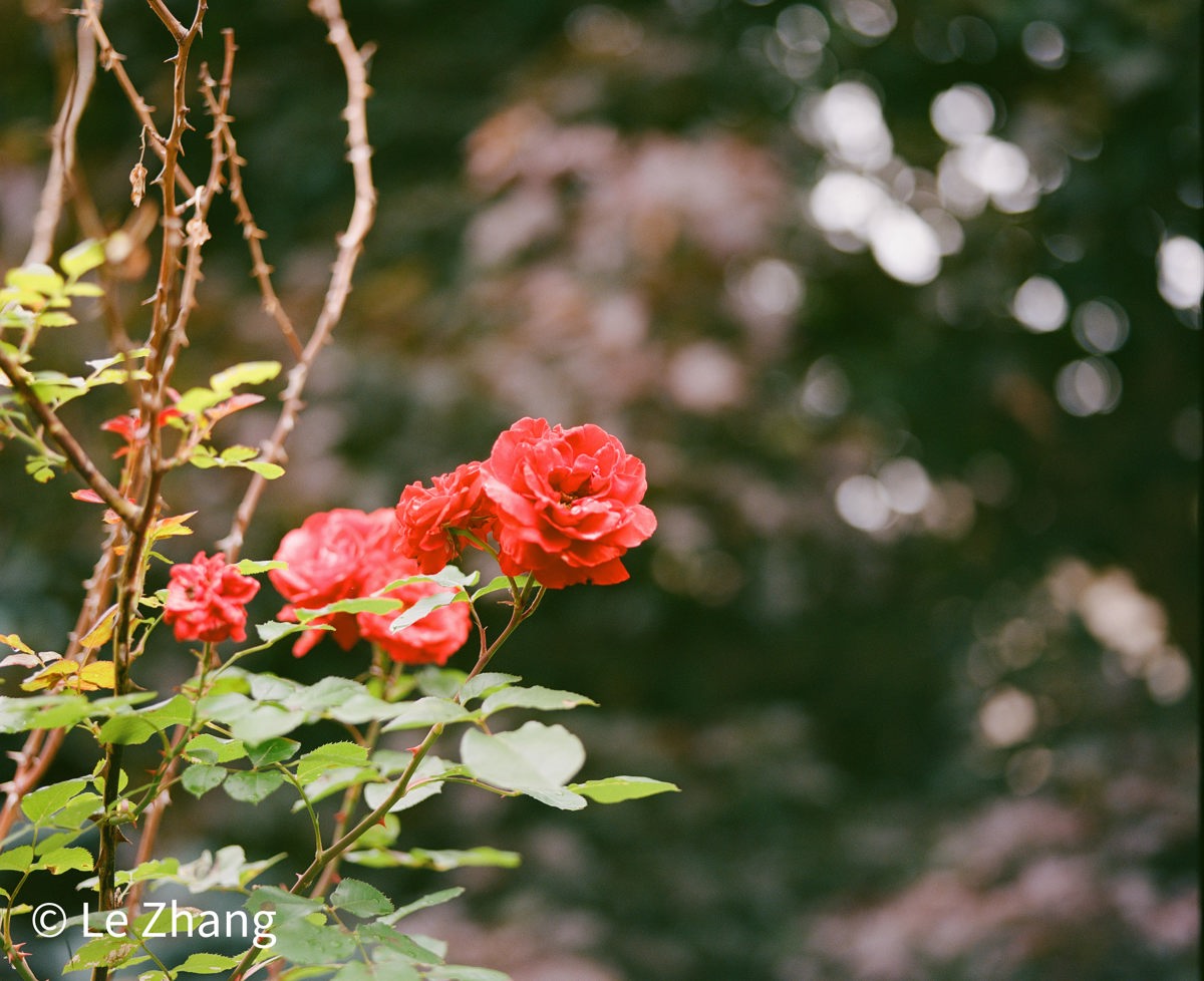 Rose
