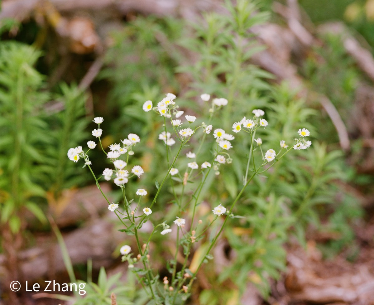 Wildflowers