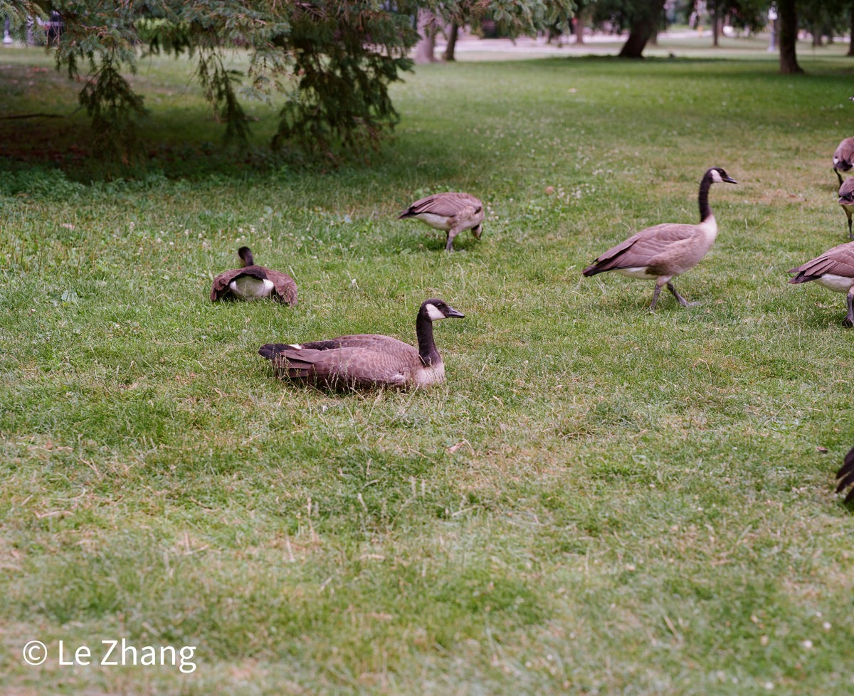 Canada Goose